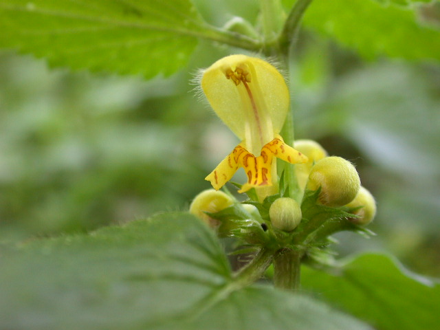 Lamium galeobdolon / Ortica morta gialla